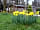 Alpine Grove Touring Park: Spring colours the campsite
