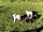 Coedhirion Farm: Animals