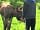 Parkgate Farm Holidays: Saying hello