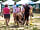 Camping Côté Ô La Palmyre Quartier Privilège: Summer pony rides
