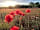 Your Cotswold Adventure: Poppies in the adjacent field