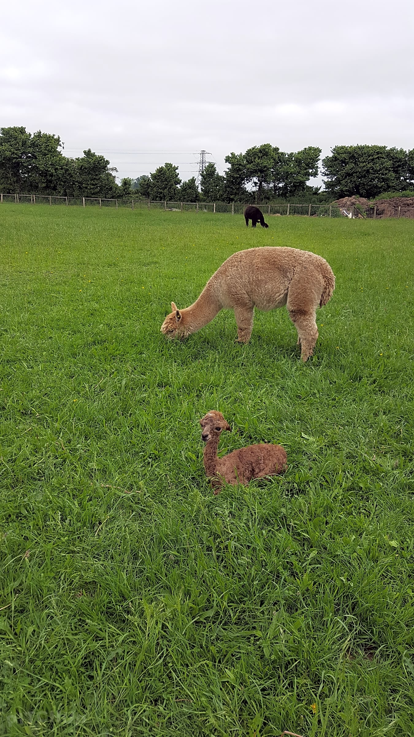 Snooks Farm Alpacas, Ferndown Pitchup®