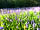 Belan Bluebell Woods (фото добавлено менеджером 12.08.2019)