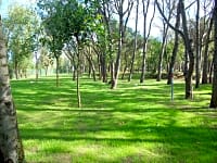 Parcel·la sobre terra forestal amb electricitat (pineda)