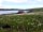Callanish Camping: Wildflower fields