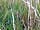 Butcombe New Woods: In July the site was full of these small neon-blue damselflies