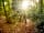 Abbey Wood Experience Freedom Glamping