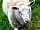 Bank Farm Caravan Park: The welcoming committee!! (photo added by manager on 09/08/2021)