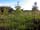 Butcombe New Woods: Looking into the woods