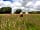 Mena Farm