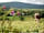 Top of the Rock Pod Páirc and Walking Centre: Our cattle graze peacefully in lovely surroundings on the Ilen Valley