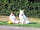 Landguard Holiday Park: Football on campsite