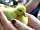 Meadow Tree Farm: When we arrived on site this duckling was still in an egg!