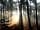 Watermill Leisure Park: Amazing woodlands