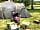 Park Farm Campsite: Summer camping (photo added by manager on 01/06/2021)
