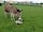 Wookey Farm: Mr Pickles saying hi to a new lamb