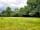Silver Fox Café and Camping: Grass pitches with trees for shelter