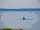Hendre Hall Holiday Park: Dolphins putting on a show from Hendre Hall