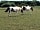 The Barn Caravan Park: Horses in the field next to the site
