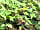 Fire and Stars Woodland Camping