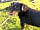 Tresco Farm: Ruby the friendly farm dog