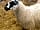 Kiddal Quarry Farm