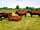 Gayton Farm: Belstead Lincoln Reds on the farm (photo added by manager on 13/08/2018)