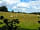 Dunn Street Farm: Cattle on Hill Field
