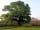 Field 725 Eco Camping and Glamping: The old Oak at Field 725