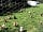 Larkhill Cottage Camping and Caravan Site