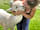 Belvedere Alpaca Ranch