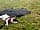 The Blue Ship: Excellent walks and dog friendly (photo added by john_m174974 on 03/07/2022)
