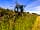 Strumble Camping: Wildlife in the hedgerows (photo added by manager on 20/06/2022)