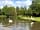 Old Pasture Park: Swans