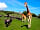 Port Lympne Reserve: African experience