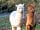 The Crown Inn and Campsite: Gio and Gus: two of our alpaca boys!