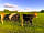 Abbey Farm Caravan and Camping