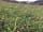 Girt Down Farm: Wildflower meadows