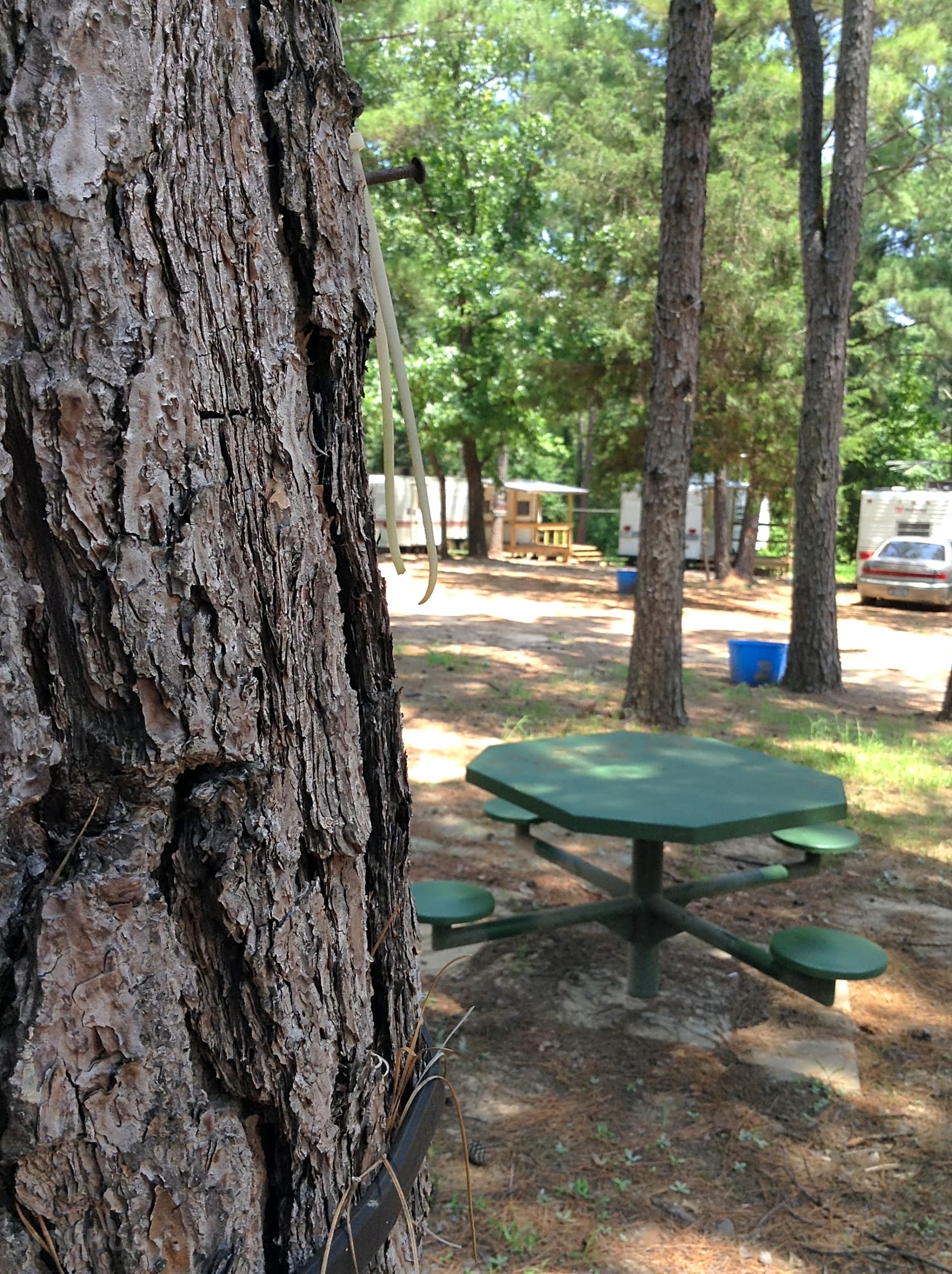 Shady Pines RV Park and Campground, Jacksonville Pitchup®