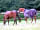 Ebborways Farm: Ponies in livery paddocks