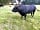 Vishwell Farm Caravan Site: Cows and bull on site