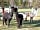 Midshires Way Campsite and Alpaca Farm