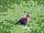 Lower House Farm: Red-legged partridge