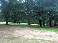 Parcel·la sobre terra forestal sense electricitat per a tenda de campanya Oak Tree
