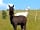 Wallis Farm: Meet Bert and Ernie, the two alpacas who live a short walk from the cabin (photo added by manager on 16/09/2023)