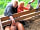Huntstile Organic Farm: Feeding the piglets