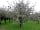 The Cider Vat: 14,000 cider apple trees on site