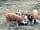 The Pig Place: Oxford Sandy and Black piglets enjoying their breakfast (photo added by manager on 07/02/2014)