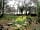 Acorn Camping and Glamping: Daffodils along the woodland walk