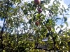 Moss Side Farm Campsite: Fruit trees on site (photo added on 08/12/2024)